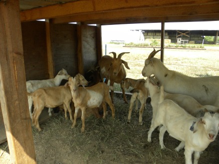 Meat Goat Barn Plans